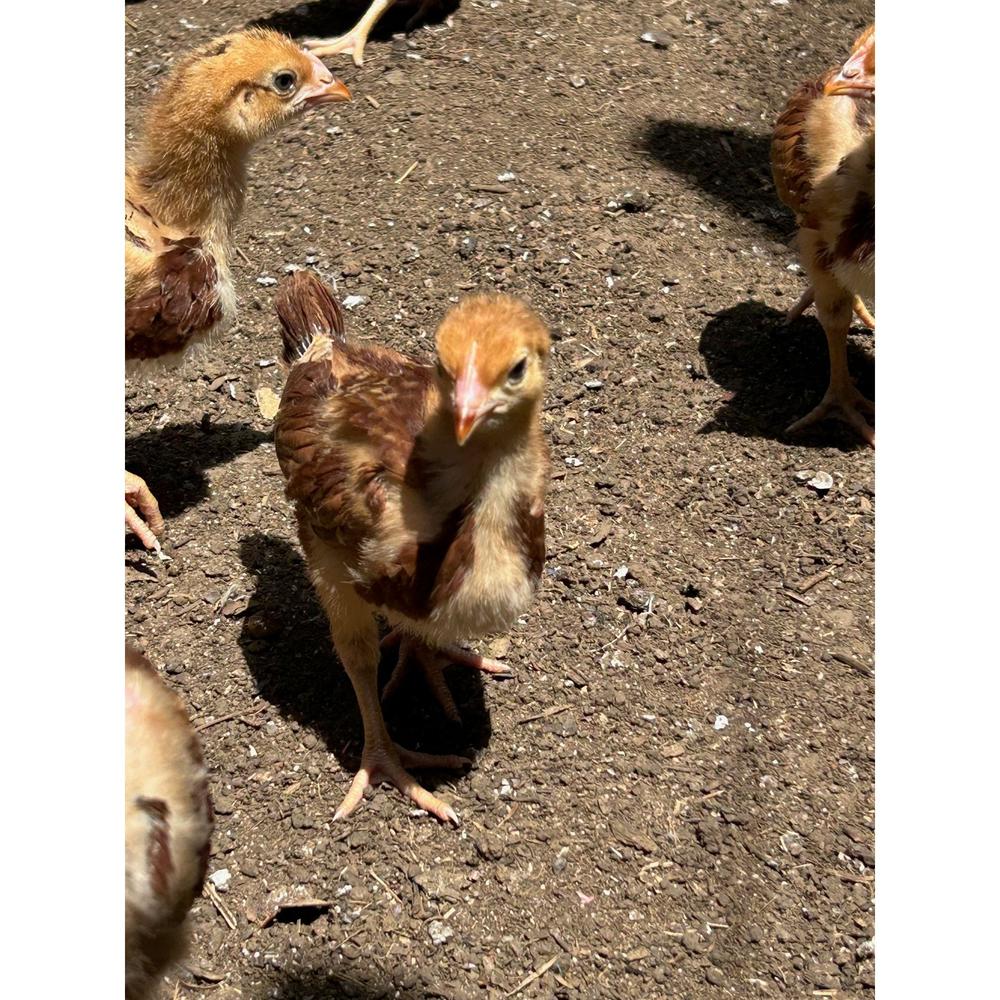 Rhode Island Red chicks - The Chook Barn