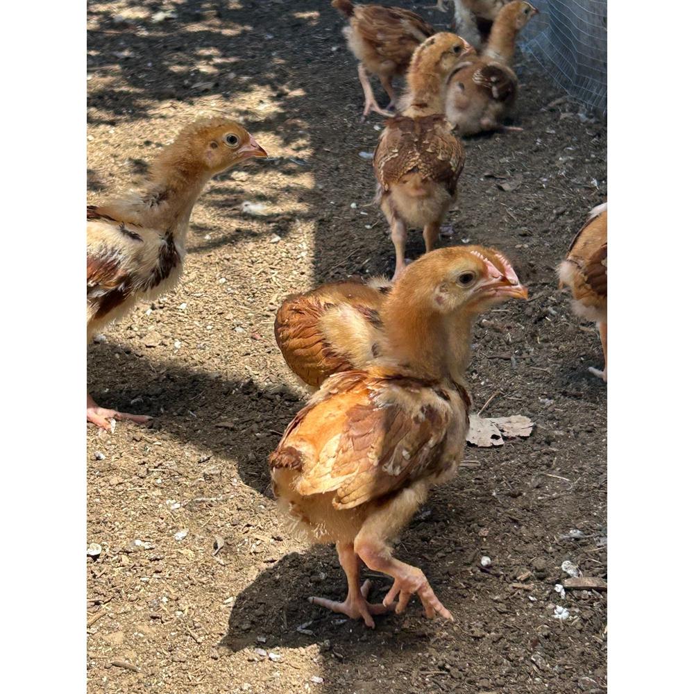 Rhode Island Red chicks - The Chook Barn