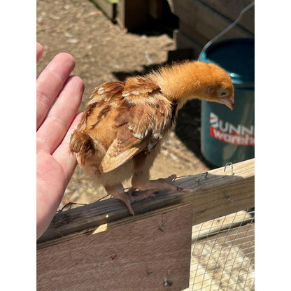 Rhode Island Red chicks - The Chook Barn