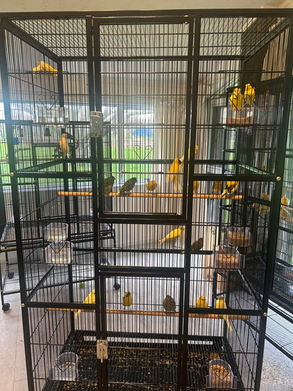 Male Singing Canaries For Sale Price Per Bird Premium Quality