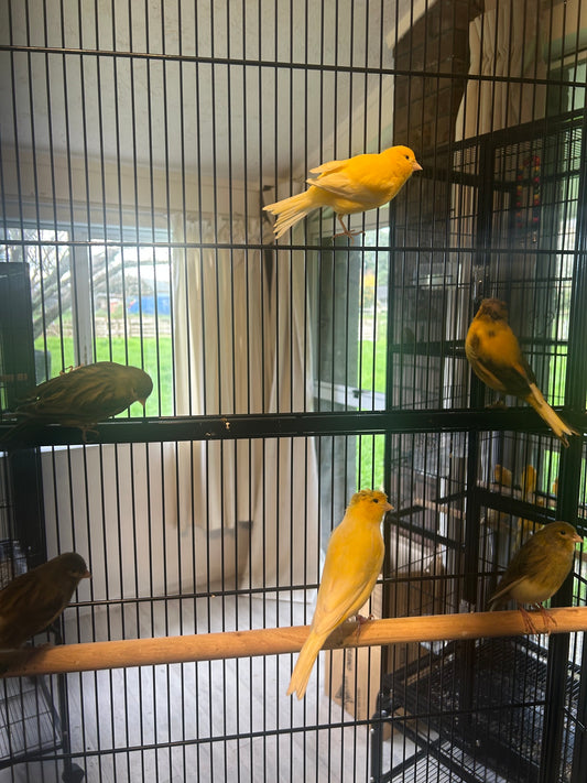Male Singing Canaries For Sale Price Per Bird Premium Quality
