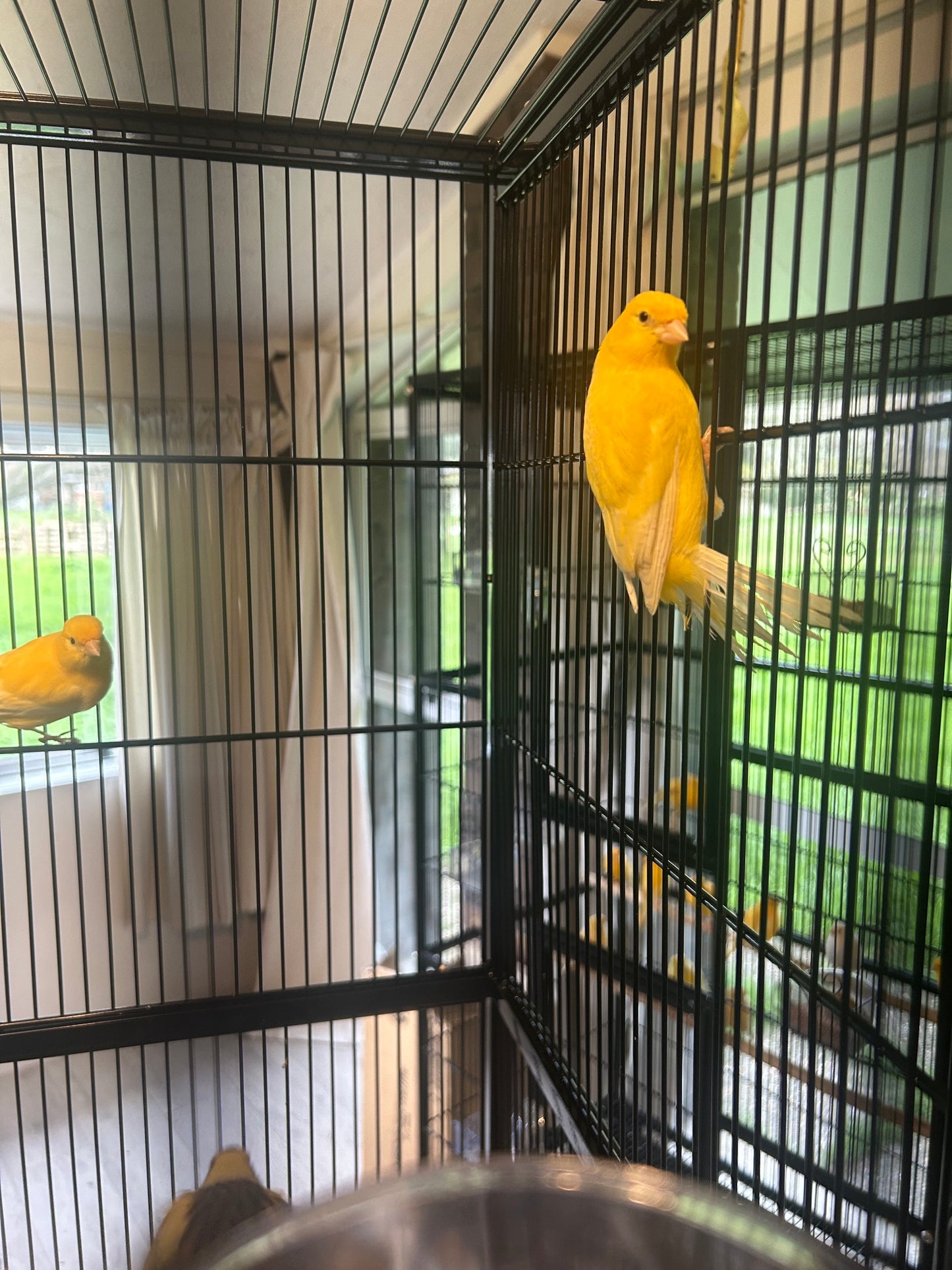 Male Singing Canaries For Sale Price Per Bird Premium Quality