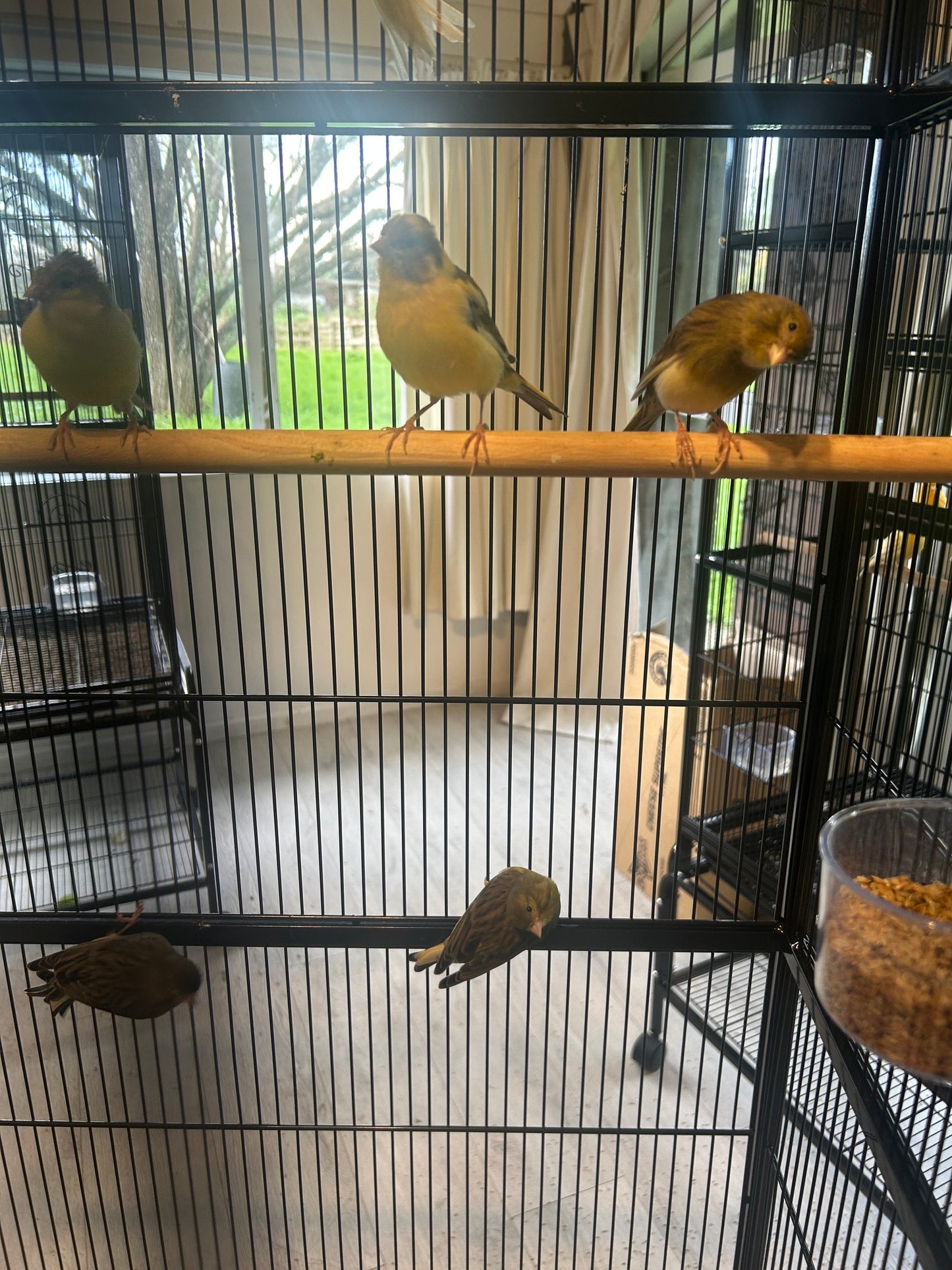 Male Singing Canaries For Sale Price Per Bird Premium Quality