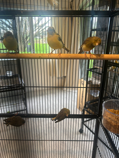 Male Singing Canaries For Sale Price Per Bird Premium Quality