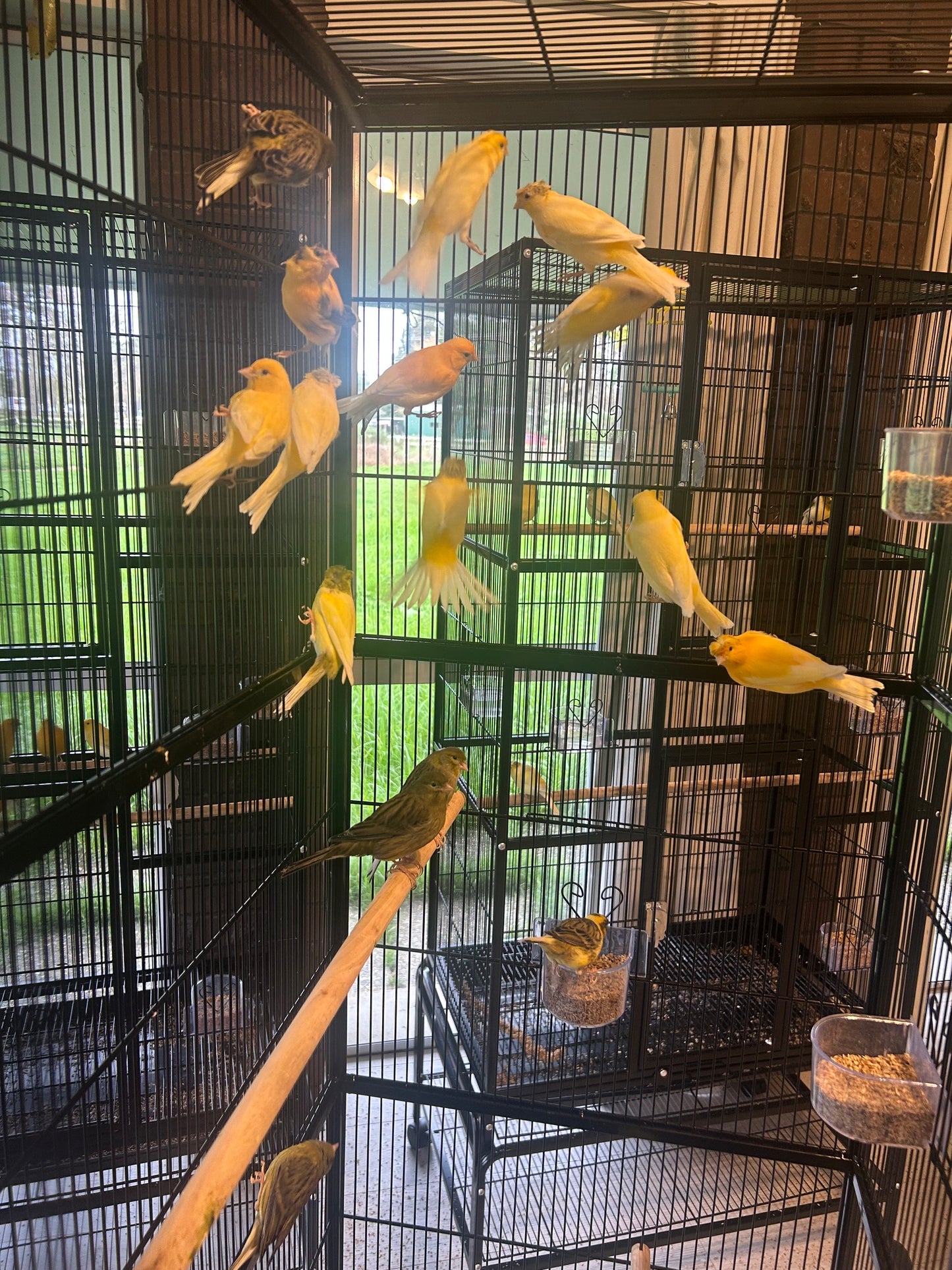 Male Singing Canaries For Sale Price Per Bird Premium Quality