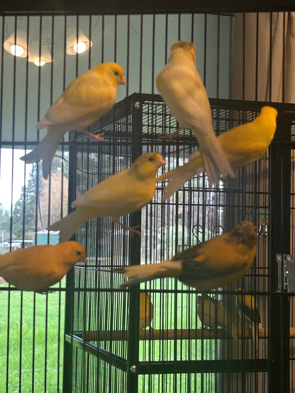 Male Singing Canaries For Sale Price Per Bird Premium Quality