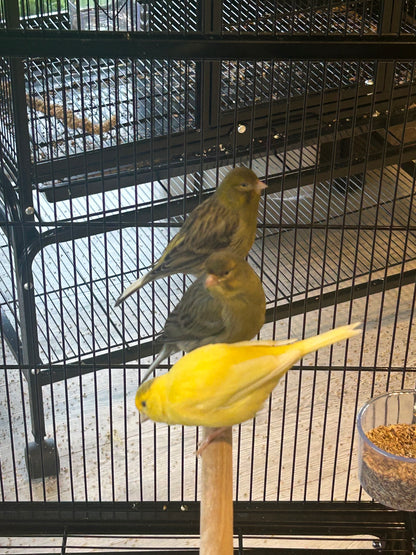 Male Singing Canaries For Sale Price Per Bird Premium Quality