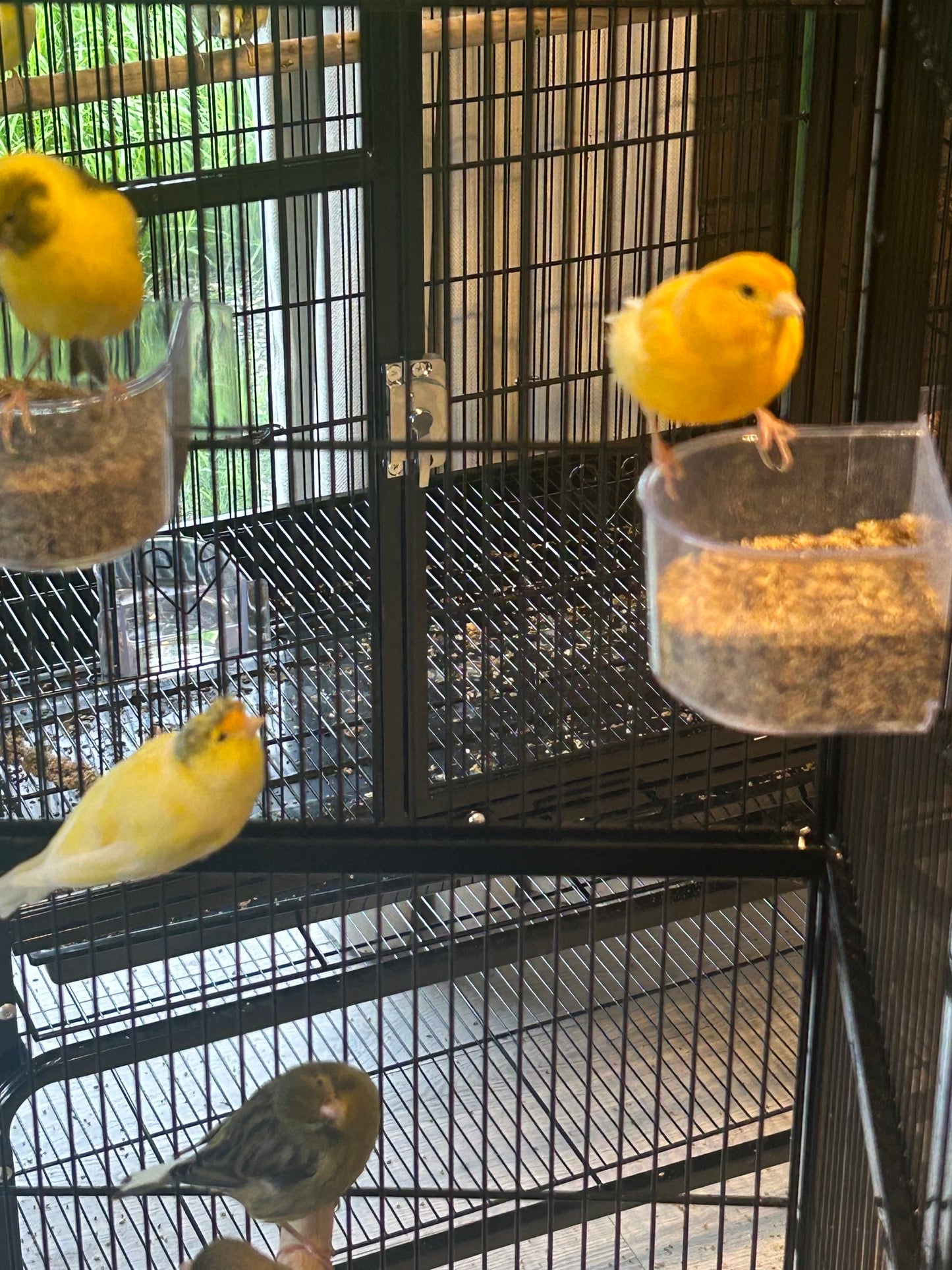 Male Singing Canaries For Sale Price Per Bird Premium Quality