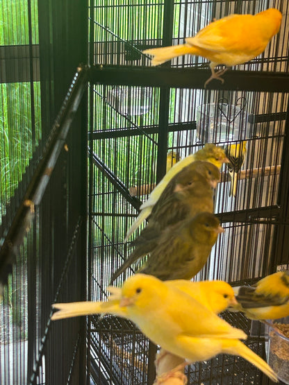 Male Singing Canaries For Sale Price Per Bird Premium Quality
