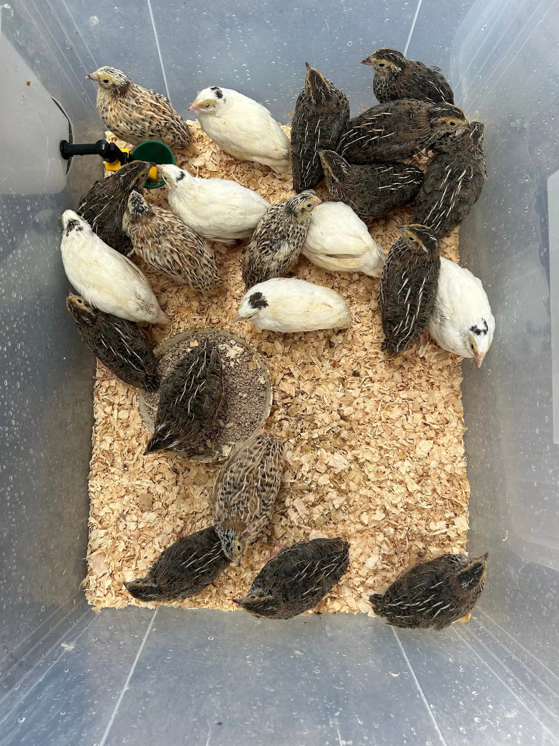 Japanese quails by The Chook Barn