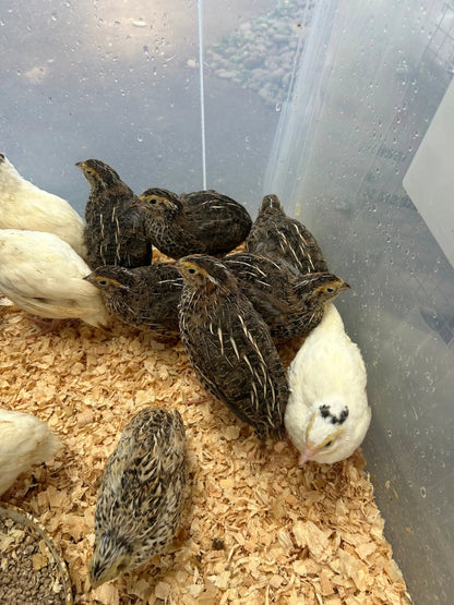 Japanese quails by The Chook Barn