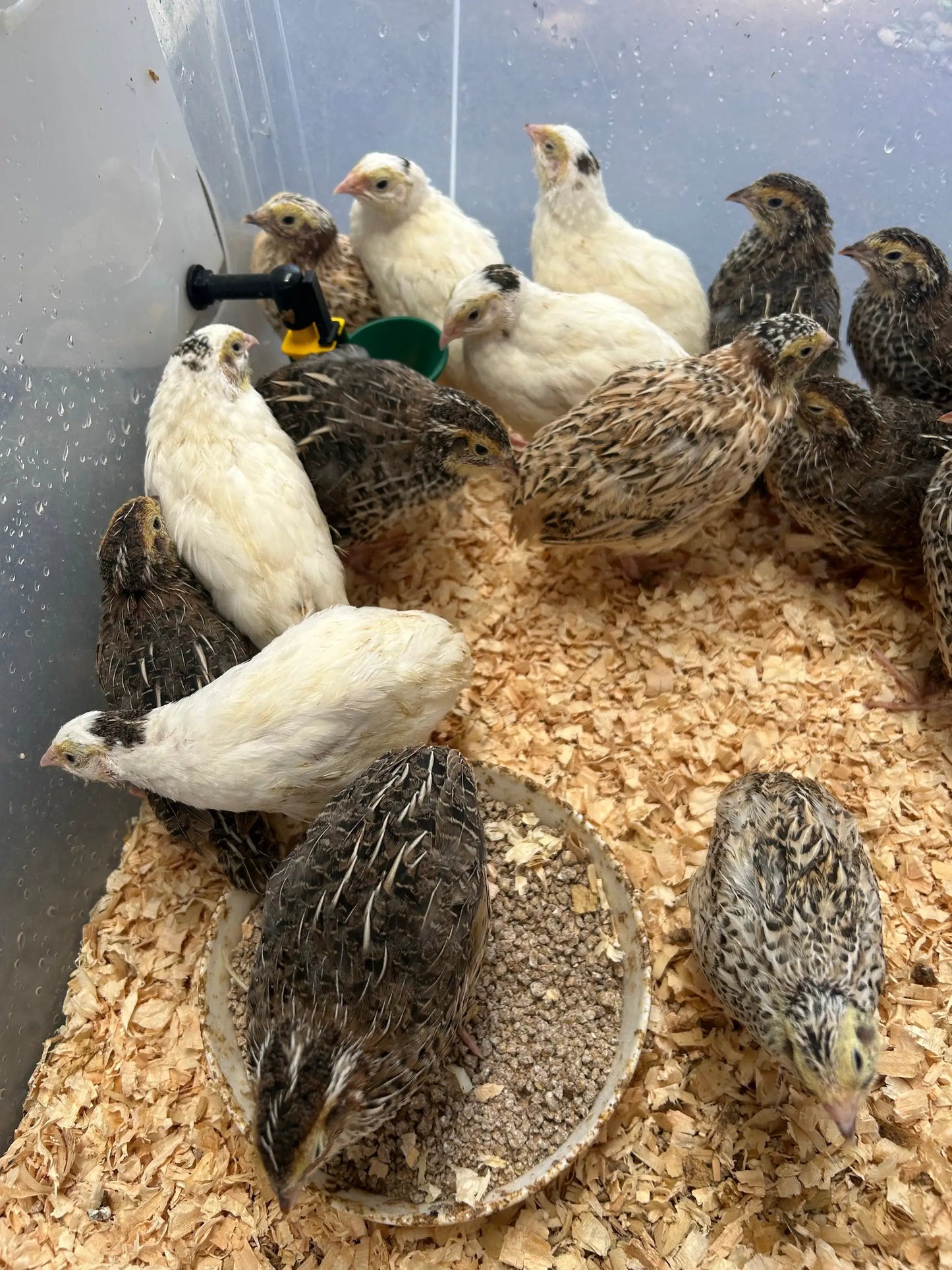 Japanese quails by The Chook Barn