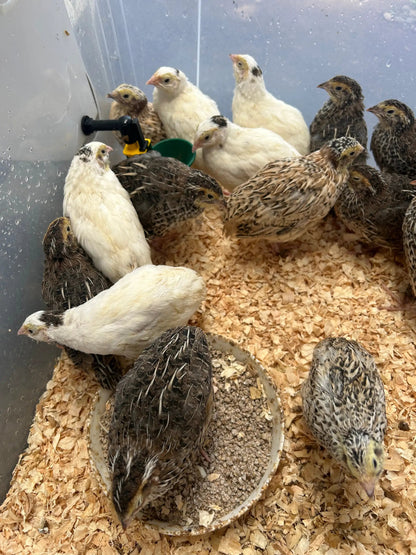 Japanese quails by The Chook Barn