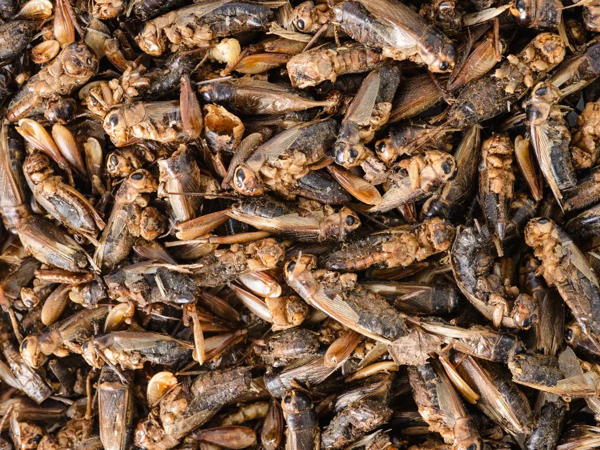 Topflite Dried Crickets by Topflite LTD