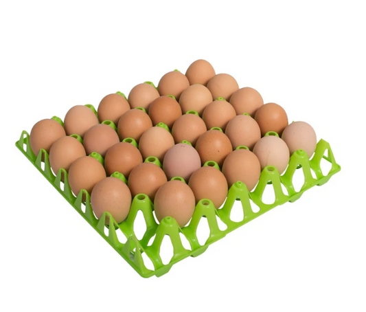 Plastic Egg Tray Single multiple color's - The Chook Barn