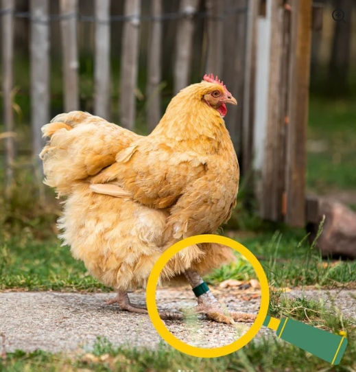 Poultry Leg Rings 10 pack multiple sizes - The Chook Barn