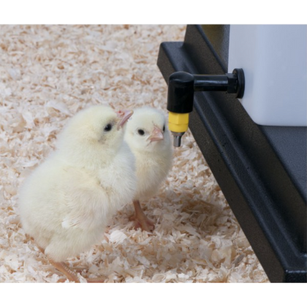 Chick Nipple Drinker Bottle 1 Litre - The Chook Barn