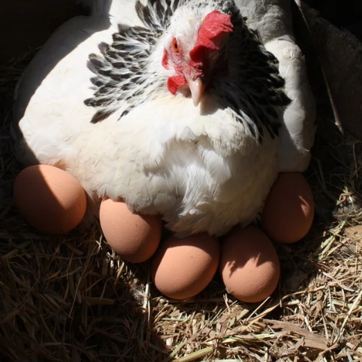 Solid Rubber Dummy Nest Egg - Brown - The Chook Barn