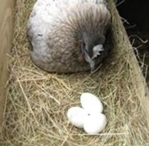 Solid Rubber Dummy Nest Egg - White - The Chook Barn