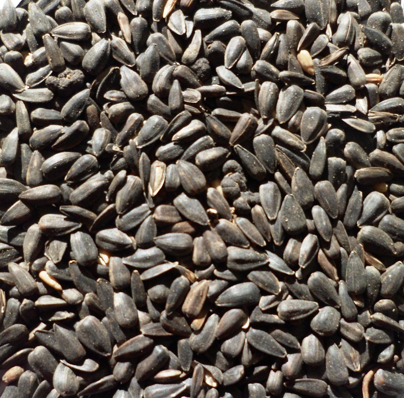 Topflite Black Sunflower Seed 20 KG - The Chook Barn