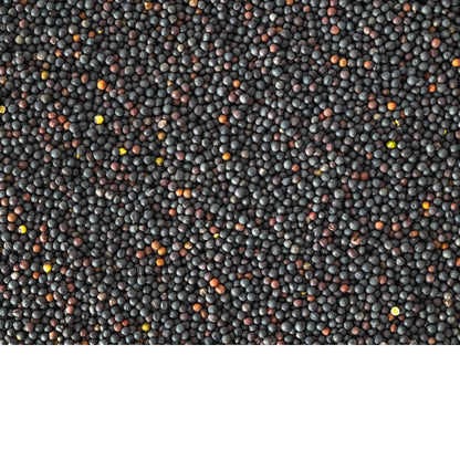 Topflite Oilseed Bird Rape 20 KG - The Chook Barn