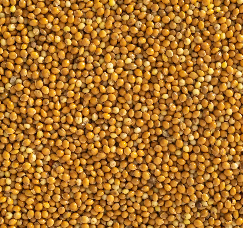 Topflite Panicum (Hungarian Millet) 20 KG - The Chook Barn