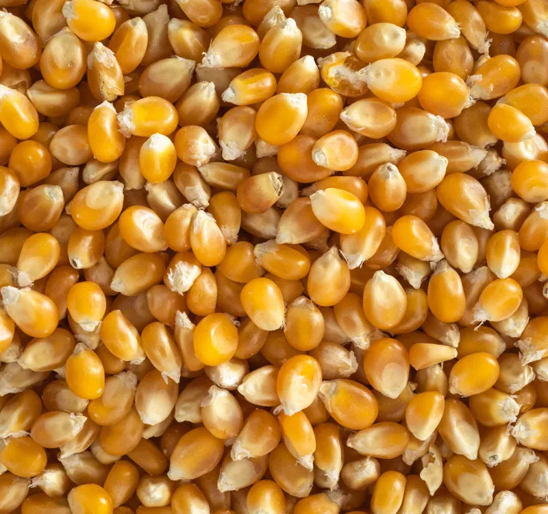 Topflite Popcorn 20 KG - The Chook Barn