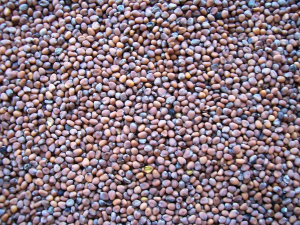 Topflite Radish 20 KG - The Chook Barn