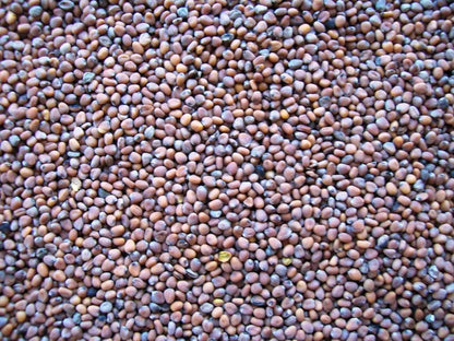 Topflite Radish 20 KG - The Chook Barn