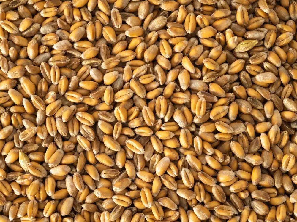 Topflite Wheat by Topflite LTD