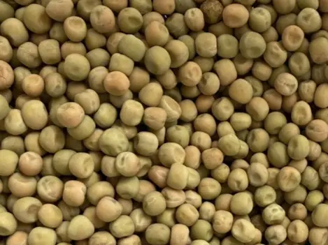 Topflite Maple Peas by Topflite LTD