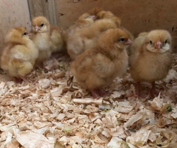 Brown Shavers Chicks - The Chook Barn