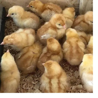 Brown Shavers Chicks - The Chook Barn
