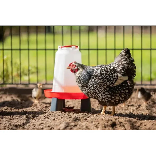 Drink-o-Matic 1.5L Chicken Drinker with Legs - The Chook Barn