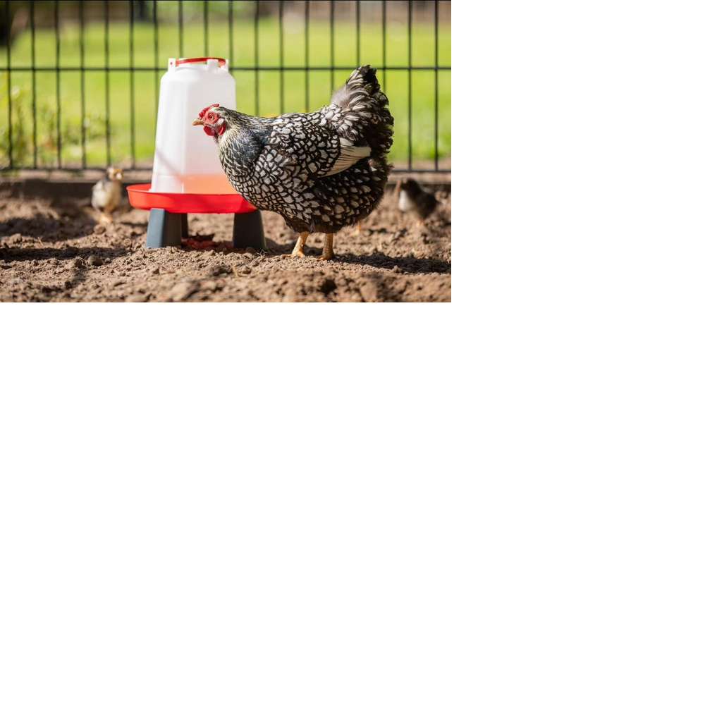 Drink-o-Matic 10L Chicken Drinker with Legs